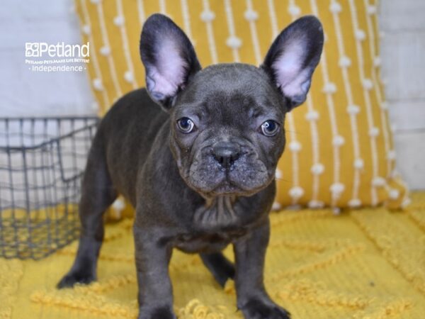 French Bulldog DOG Male Blue 4991 Petland Independence, Missouri