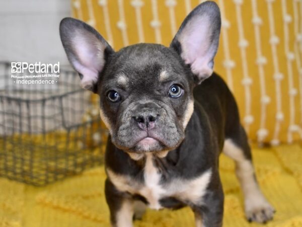 French Bulldog DOG Male Blue & Tan 4985 Petland Independence, Missouri