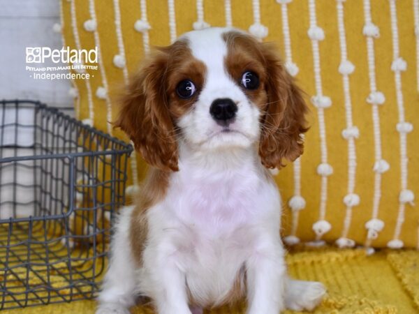 Cavalier King Charles Spaniel-DOG-Male-Blenheim-4977-Petland Independence & Lee's Summit, MO