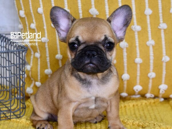 French Bulldog-DOG-Female-Fawn-4978-Petland Independence, Missouri