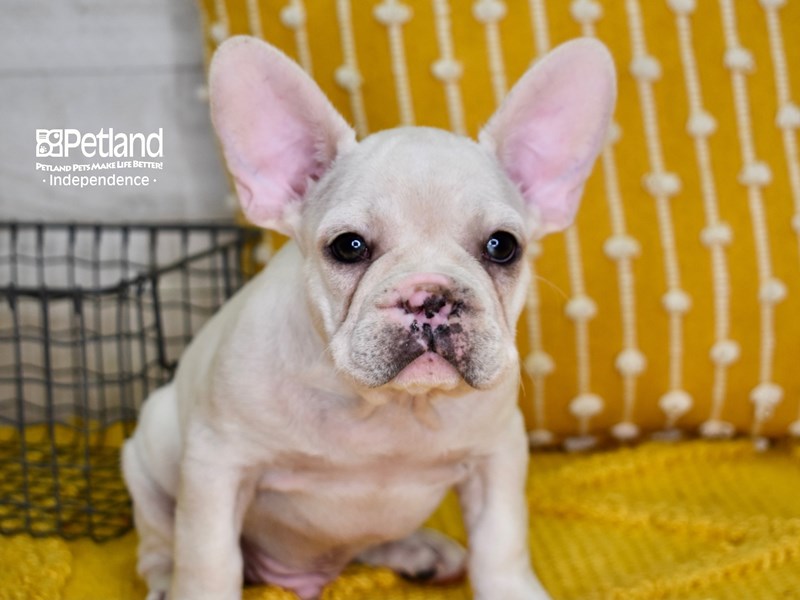 French Bulldog-DOG-Male-Cream-3607549-Petland Independence, Missouri