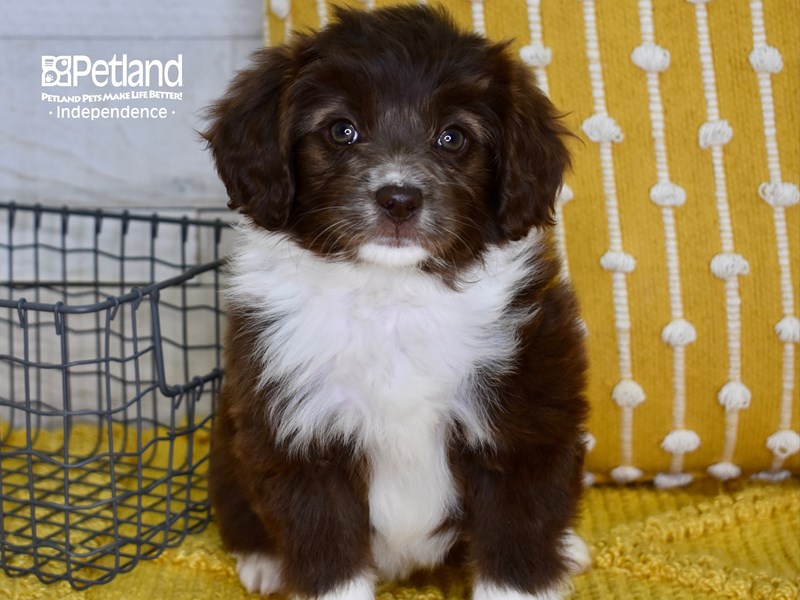 Miniature Aussiedoodle-DOG-Female-Brown & White-3607530-Petland Independence, Missouri