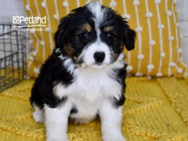 Miniature Aussiedoodle-DOG-Female-Tri-4980-Petland Independence & Lee's Summit, MO