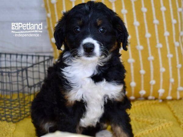 Miniature Aussiedoodle-DOG-Male-Tri-4981-Petland Independence, Missouri