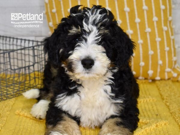 Bernadoodle-DOG-Male-Tri-4997-Petland Independence & Lee's Summit, MO
