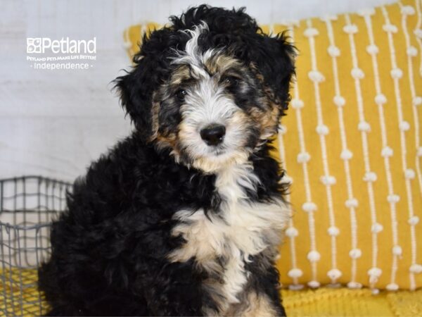 Bernadoodle-DOG-Female-Tri-4998-Petland Independence & Lee's Summit, MO