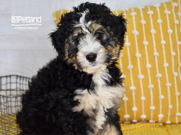 Bernadoodle DOG Female Tri 4998 Petland Independence, Missouri