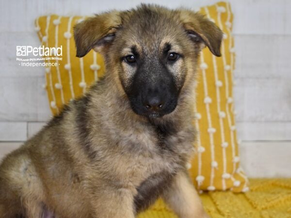 German Shepherd-DOG-Male-Sable-4999-Petland Independence, Missouri