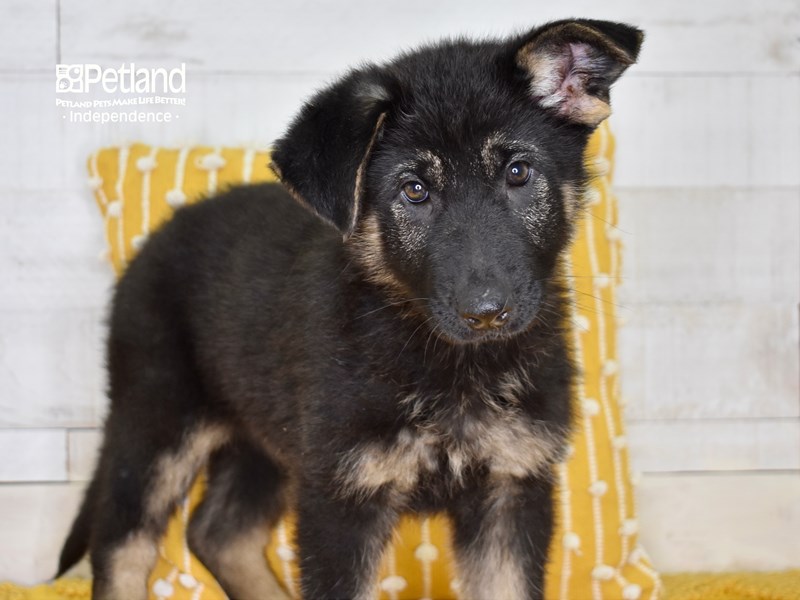 German Shepherd-DOG-Female-Black & Tan-3617467-Petland Independence, Missouri