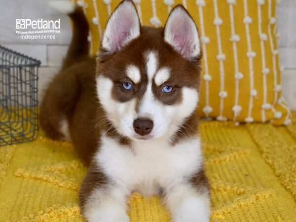 Pomsky DOG Female Red & White 5007 Petland Independence, Missouri