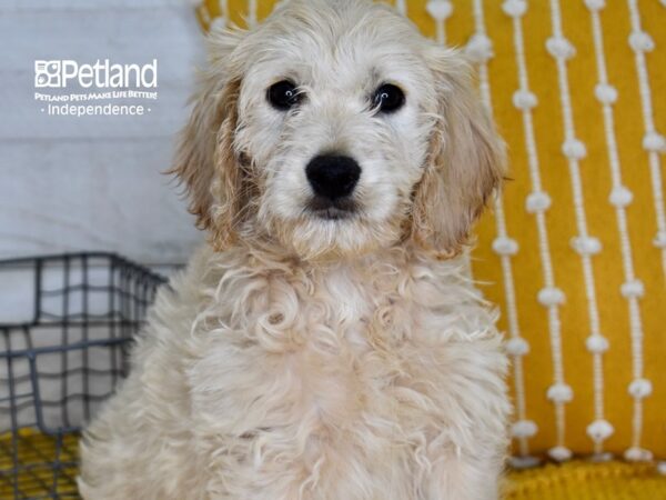 Miniature Goldendoodle DOG Male Golden 5001 Petland Independence, Missouri