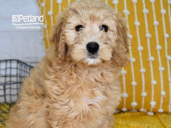 Miniature Goldendoodle DOG Female Golden 5002 Petland Independence, Missouri