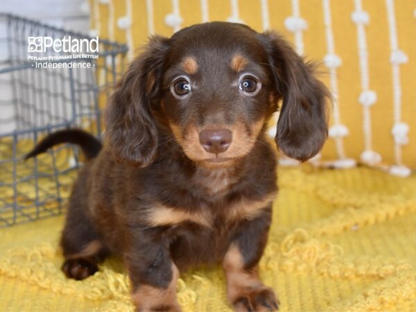 Dachshund DOG Male Chocolate & Tan 5017 Petland Independence, Missouri