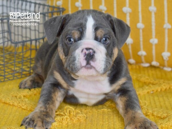 English Bulldog DOG Male Blue Tri 5011 Petland Independence, Missouri