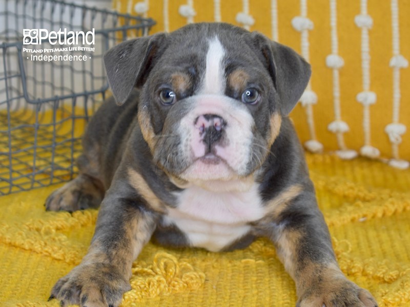 English Bulldog-DOG-Male-Blue Tri-3625806-Petland Independence, Missouri