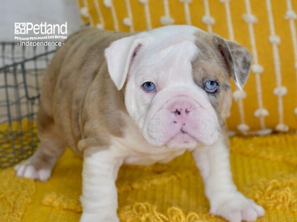 English Bulldog-DOG-Female-Lilac Merle-5012-Petland Independence, Missouri
