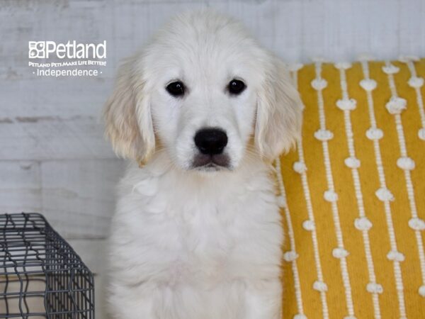 Golden Retriever DOG Male Light Golden 5010 Petland Independence, Missouri