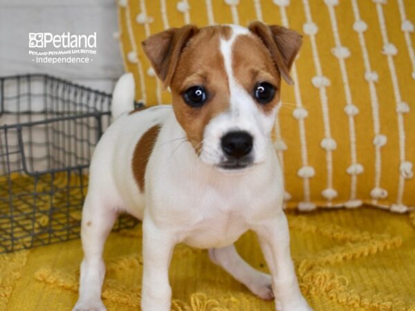 Jack Russell Terrier-DOG-Male-Tan & White-5014-Petland Independence, Missouri