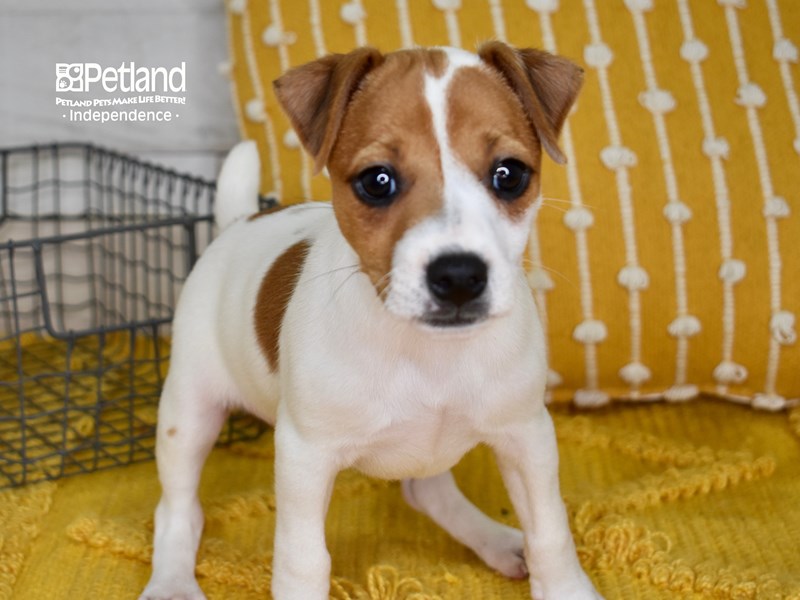 Jack Russell Terrier-DOG-Male-Tan & White-3625868-Petland Independence, Missouri