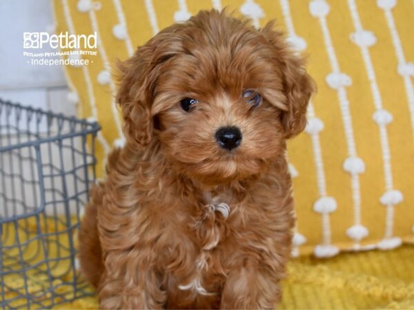 Cavapoo 2nd Generation DOG Male Red 5018 Petland Independence, Missouri