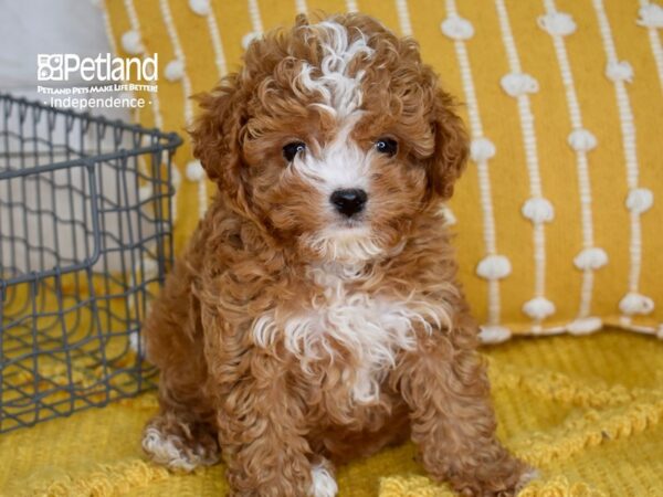 Cavapoo 2nd Generation DOG Male Red 5019 Petland Independence, Missouri