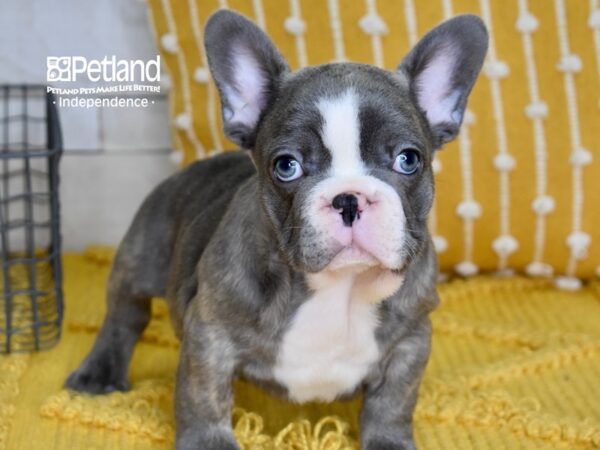 French Bulldog DOG Male Blue 5005 Petland Independence, Missouri