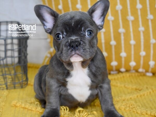 French Bulldog DOG Male Blue 5006 Petland Independence, Missouri