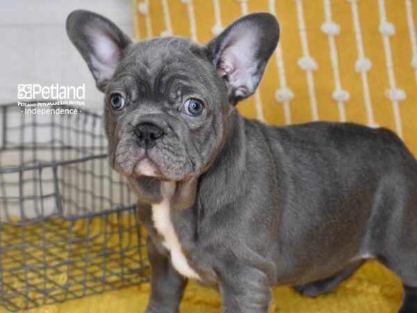 French Bulldog-DOG-Female-Blue-5004-Petland Independence, Missouri