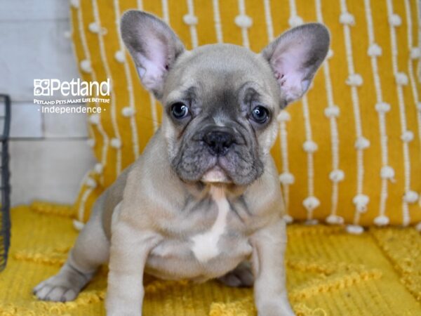 French Bulldog-DOG-Female-Blue Fawn-5003-Petland Independence, Missouri