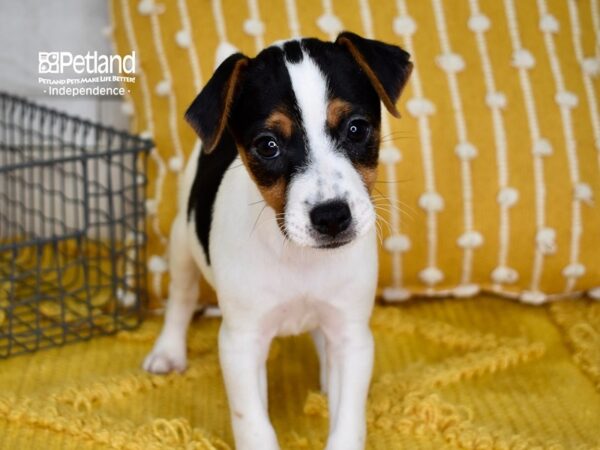Jack Russell Terrier-DOG-Male-Tri-5013-Petland Independence & Lee's Summit, MO