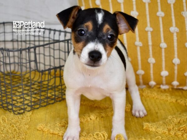 Jack Russell Terrier-DOG-Female-Tri-5015-Petland Independence, Missouri