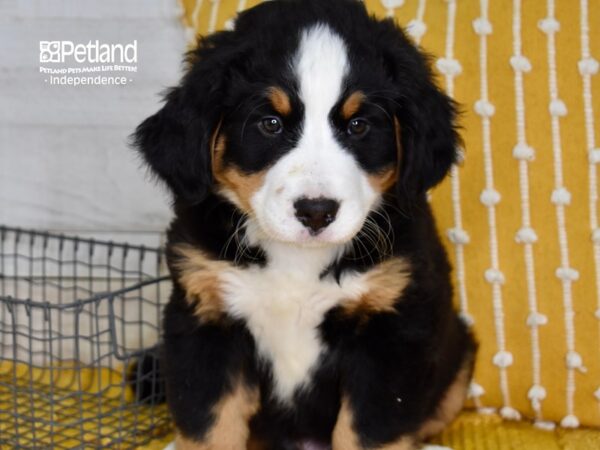 Bernese Mountain Dog-DOG-Male-Black, Rust, & White-5030-Petland Independence, Missouri