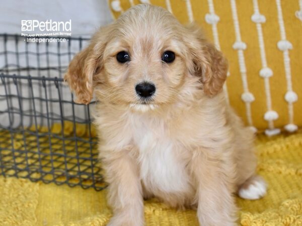 Cavapoo-DOG-Male-Apricot-5027-Petland Independence, Missouri