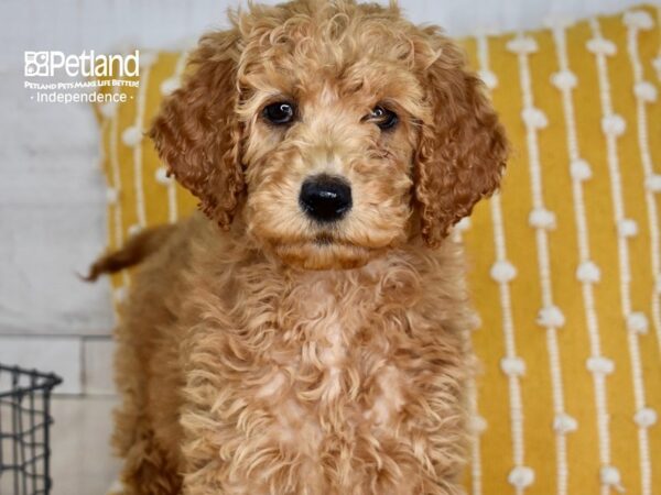 Goldendoodle DOG Female Red 5021 Petland Independence, Missouri