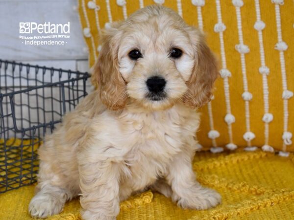 Miniature Goldendoodle DOG Female Golden 5029 Petland Independence, Missouri