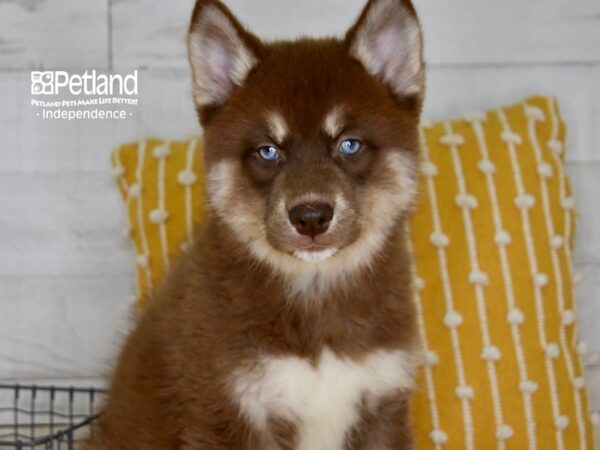 Pomsky DOG Male Red & White 5022 Petland Independence, Missouri