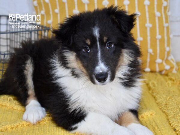 Shetland Sheepdog DOG Female Black White and Tan 5026 Petland Independence, Missouri