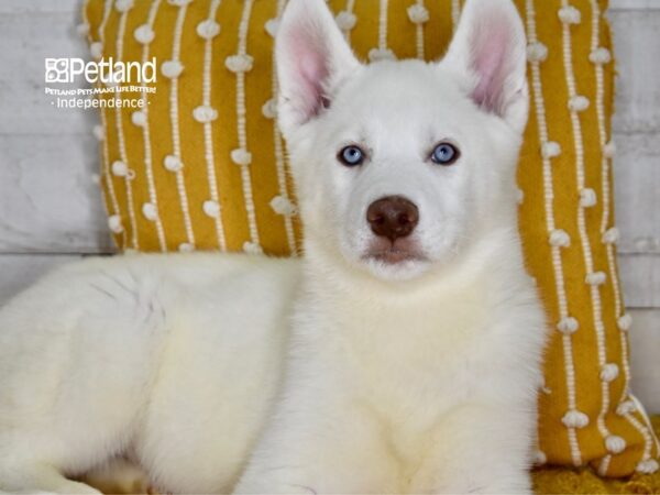 Siberian Husky DOG Male White 4986 Petland Independence, Missouri