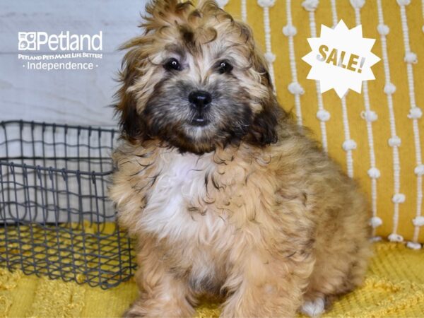 Shih Poo DOG Female Light Brown 4949 Petland Independence, Missouri