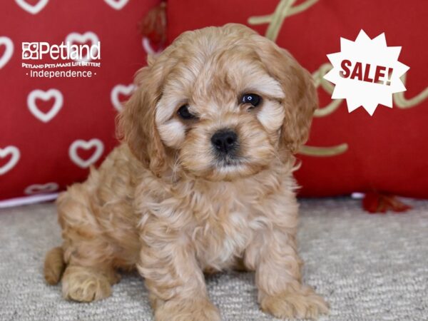 Cavapoo DOG Male Golden 4847 Petland Independence, Missouri