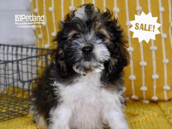 Cockapoo DOG Male Sable & White 4935 Petland Independence, Missouri