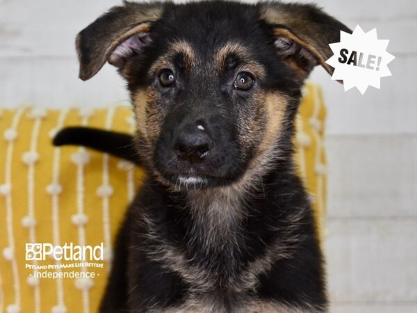 German Shepherd DOG Female Black & Tan 4918 Petland Independence, Missouri