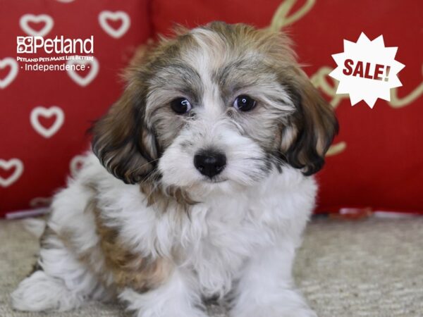 Havanese DOG Female Red & White 4855 Petland Independence, Missouri