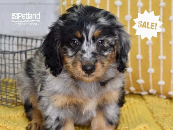 Miniature Bernadoodle-DOG-Male-Merle-4887-Petland Independence & Lee's Summit, MO