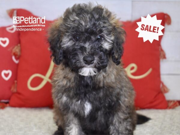 Miniature Goldendoodle 2nd Gen DOG Male Sable 4843 Petland Independence, Missouri