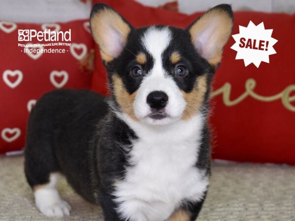 Pembroke Welsh Corgi-DOG-Male-Tri-4860-Petland Independence, Missouri