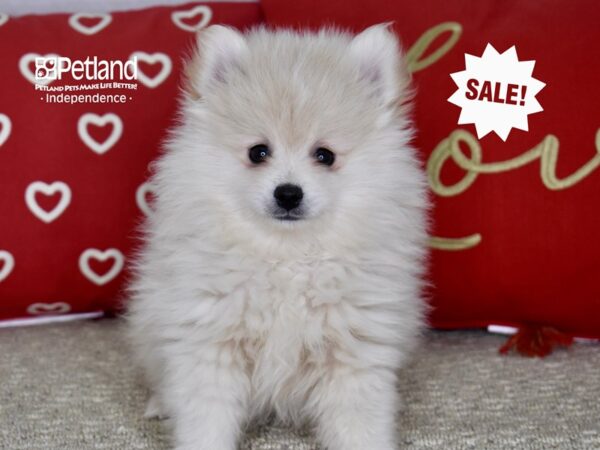 Pomeranian DOG Male Cream 4810 Petland Independence, Missouri