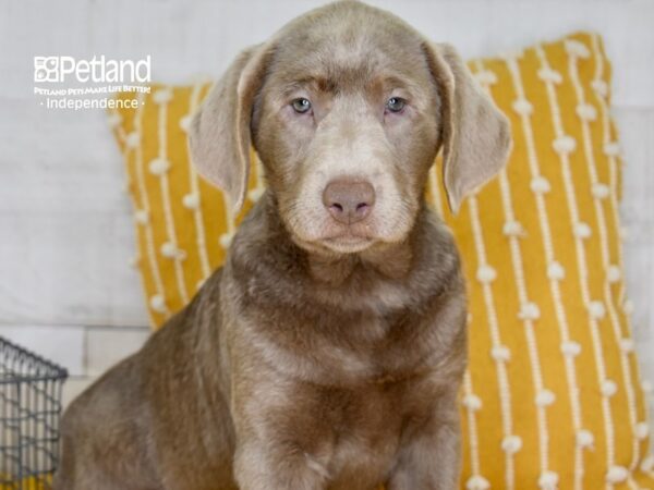 Labrador Retriever DOG Female Silver 5031 Petland Independence, Missouri