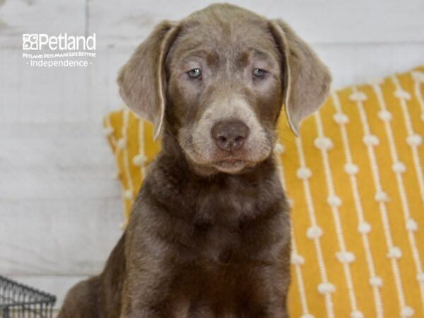 Labrador Retriever DOG Male Silver 5032 Petland Independence, Missouri