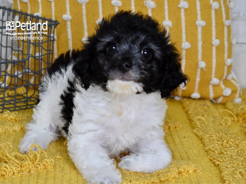 Miniature Goldendoodle 2nd Gen-DOG-Female-Black & White-3638191-Petland Independence, Missouri